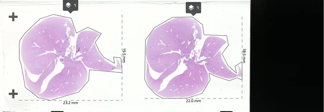 Ocus40 microscope slide scanner, sample image 159